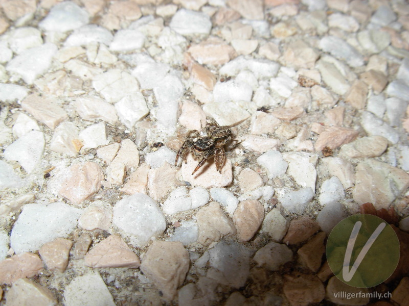 Rinden-Springspinne: Übersicht